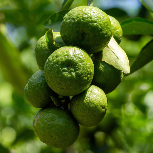 Kaffirlimettenbaum