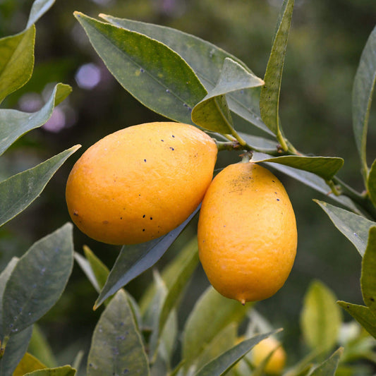 Limequat-Baum
