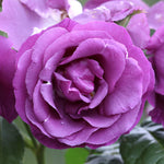 Violette Rose