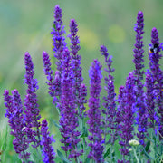 Steppen-Salbei (Salvia 'Caradonna')