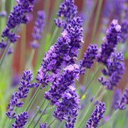 Lavender angustifolia