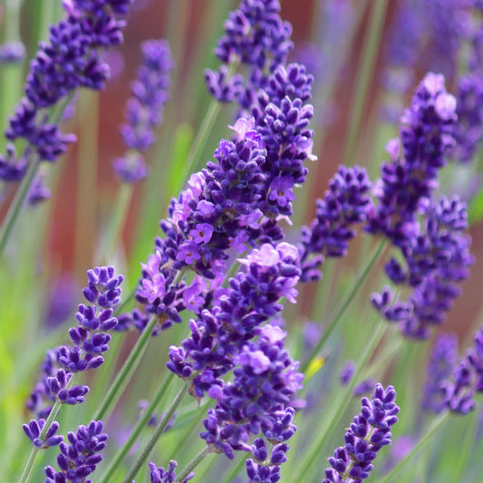 Lavender angustifolia Mix