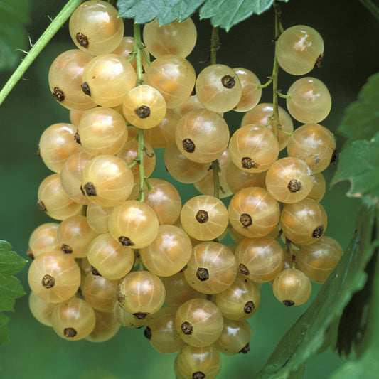 Weiße Johannisbeere 'Hollander'