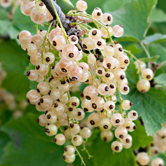 Weiße Johannisbeere 'Primus'