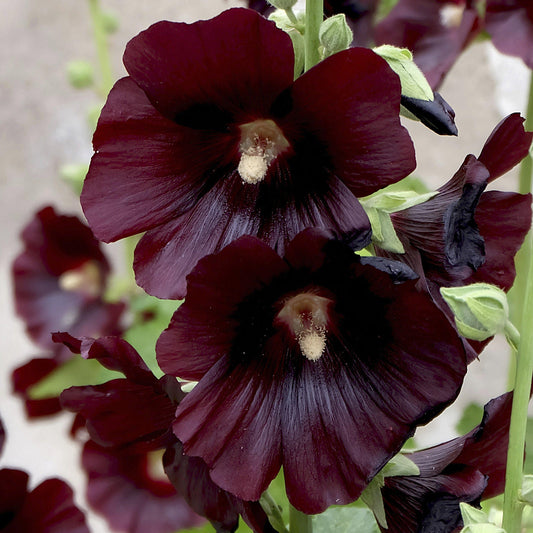 Stockrose 'Blacknight'