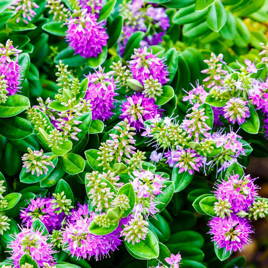 Hebe ‚New Zealand‘