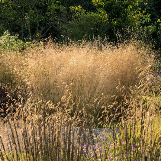 Waldschmiele 'Goldtau'