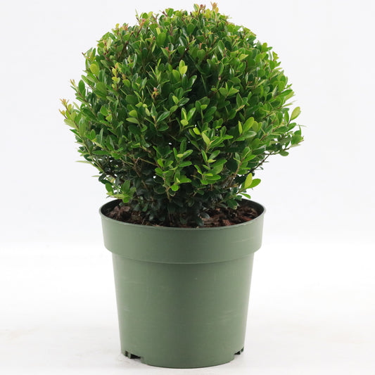Ilex Ball 'Jenny'