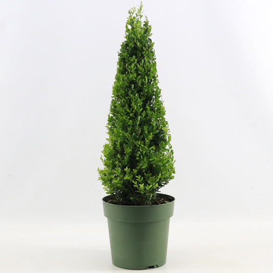 Ilex Pyramid 'Jenny'