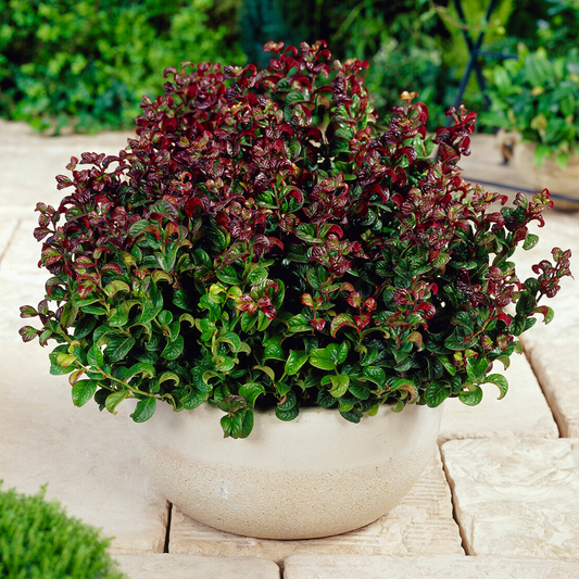 Traubenheide 'Curly Red'