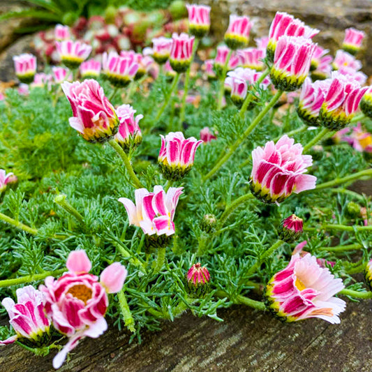 Anacyclus pyrethrum depressus