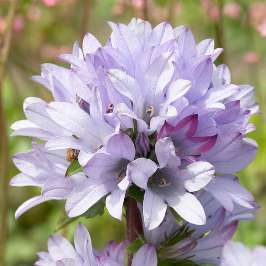 Glockenblume (Campanula 'Caroline')