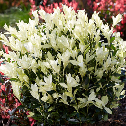 Japanischer Spindelstrauch 'Himalaya' (Euonymus 'Himalaya')