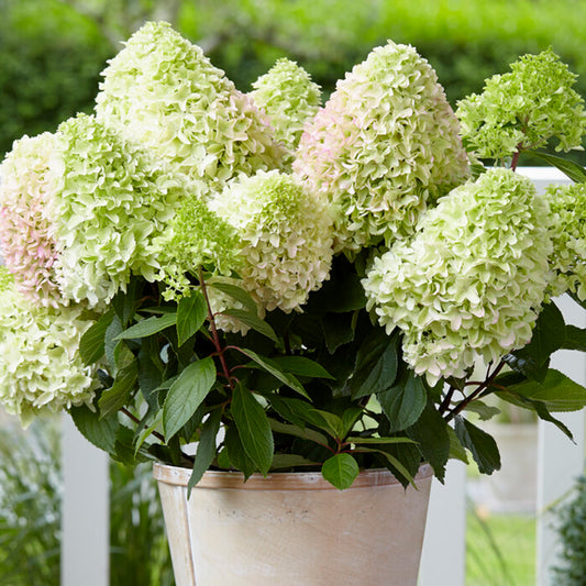 Hortensie 'Little Fresco'