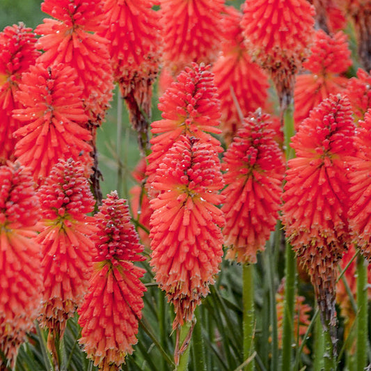 Fackellilie 'Poco Red'