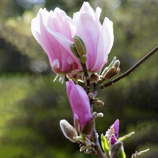 Magnolia 'George Henry Kern'