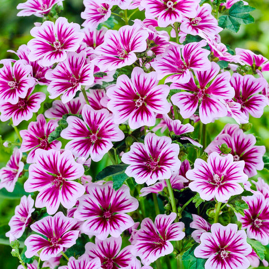 Malva 'Zebrina'