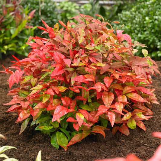 Heiliger Schein 'Blush Pink' (Nandina domestica)