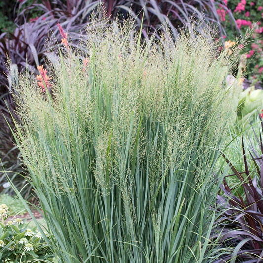 Rutenhirse 'Northwind'