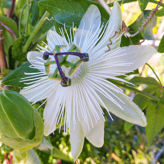 Passionsblume (Passiflora 'Avalanche')
