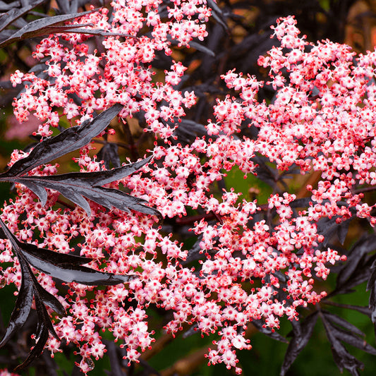 Sambucus 'Black Lace'