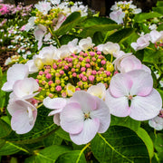 Hortensie 'Teller White' (Hydrangea)