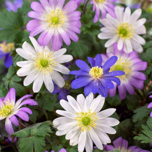 Strahlen-Anemone Mix (Anemone blanda)
