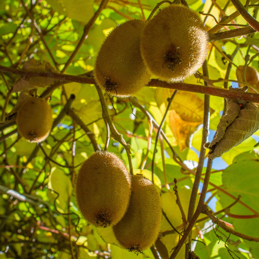 Kiwi 'Golden Kiwi'