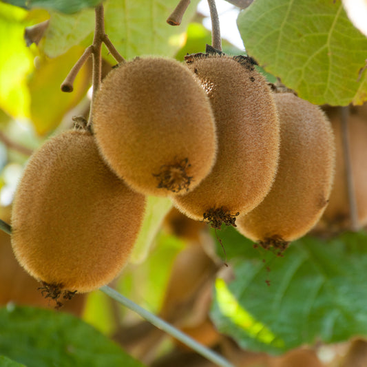 Kiwi 'Hayward'