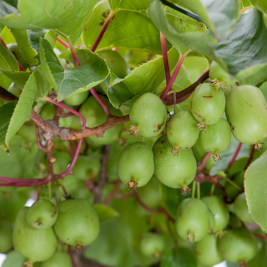 Mini-Kiwi 'Issai'