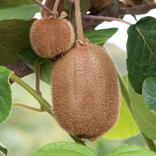 Kiwi 'Jenny'