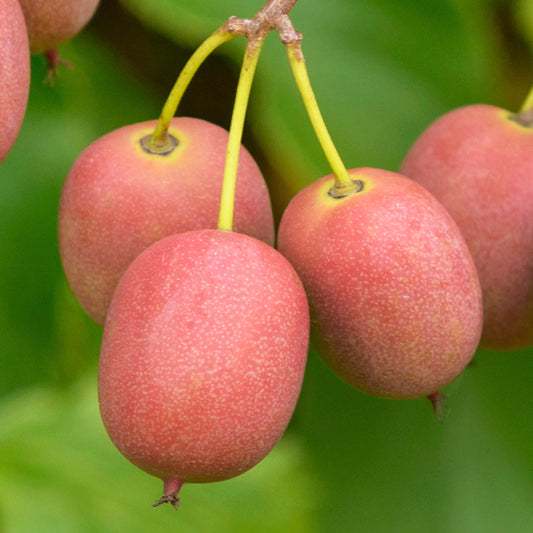 Mini-Kiwi 'Ken's Red'