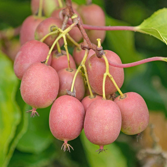 Mini-Kiwi 'Weiki'