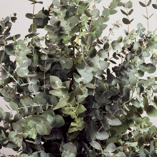 Eukalyptus 'Silver Dollar'