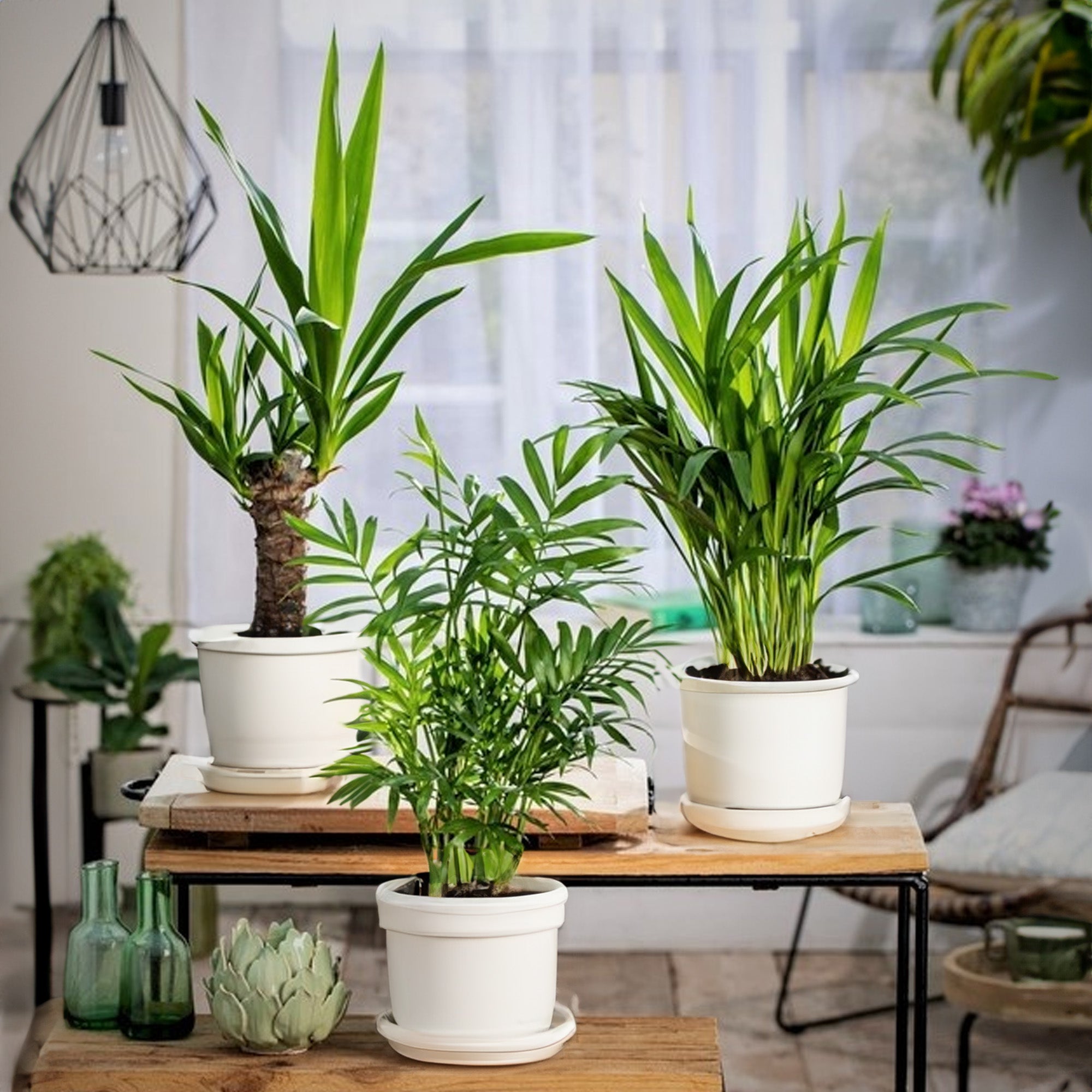 Zimmerpflanzen-Trio kaufen | Goldfruchtpalme, Bergpalme & Yucca
