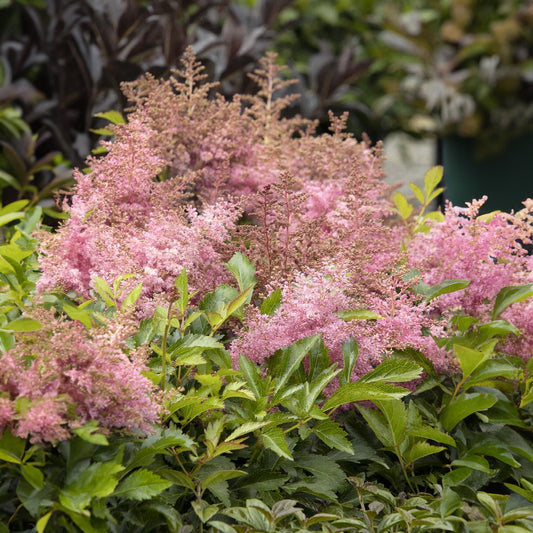 Prachtspiere (Astilbe 'Wonderful Day')