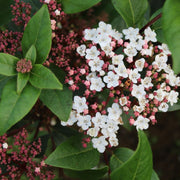 Schneeball 'Spirit' (Viburnum)