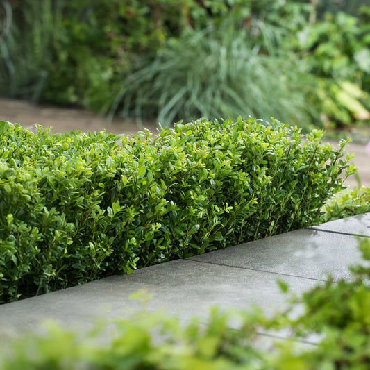 Ilex 'Jenny'