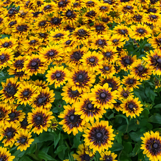Sonnenhut (Rudbeckia 'Tiger SmileyZ')