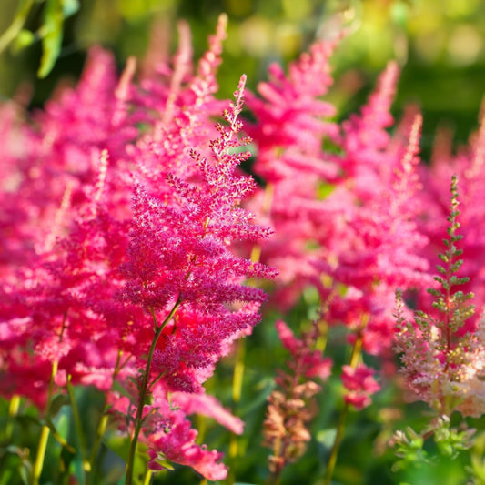 Prachtspiere (Astilbe 'Sunny Day')
