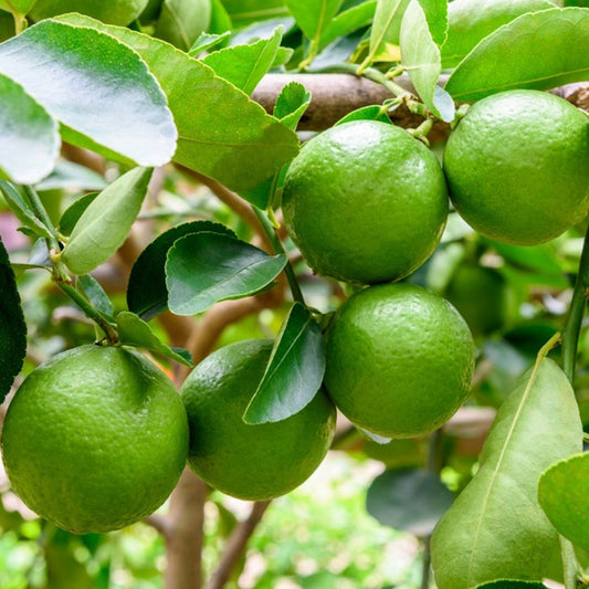 Lindenbaum
