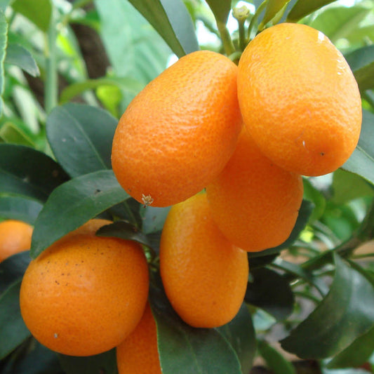 Kumquat-Baum