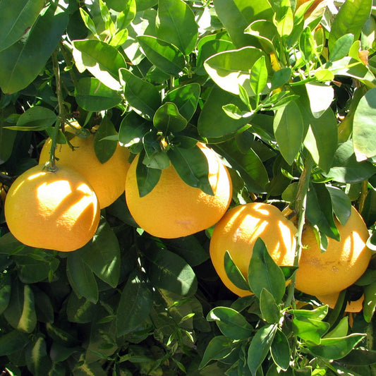 Grapefruitbaum