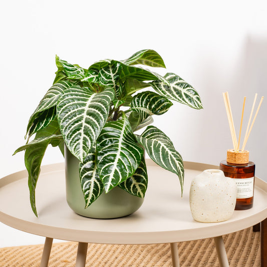 Aphelandra 'Green' (Glanzkätzchen)