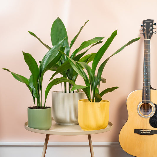 Schusterpalme (Aspidistra elatior)