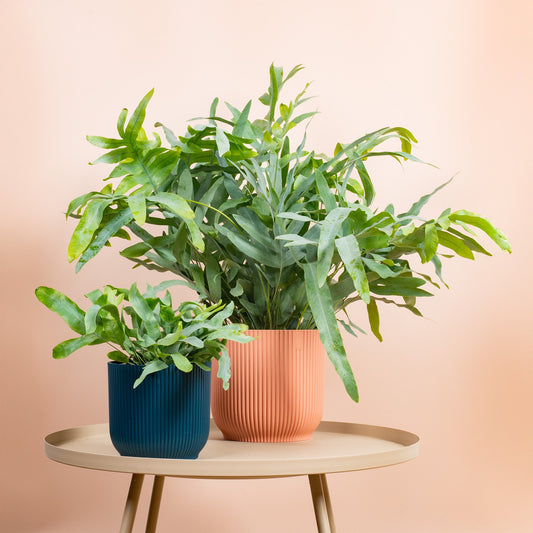 Zinkfarn (Phlebodium 'Blue Star')