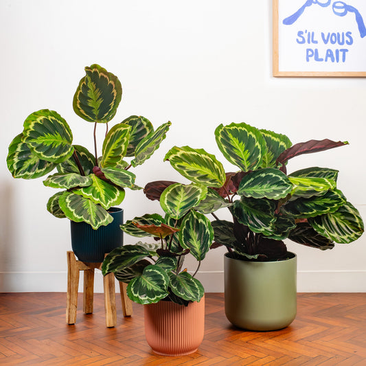 Korbmarante (Calathea 'Medallion')