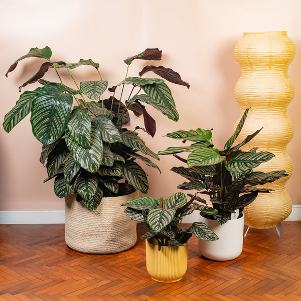 Calathea 'Ornata' kaufen | Korbmarante