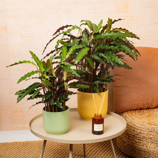 Korbmarante (Calathea 'Elgergrass')