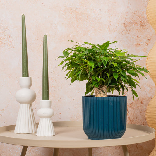 Birkenfeige (Ficus 'Dark Green Kinky Stem')